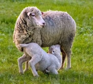 Новая порода овец для Дагестана!